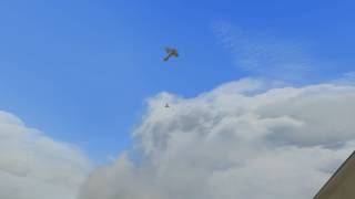 WOFF UE Pup Campaign encounter Dogfight