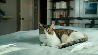 Modern Cats, Vintage Glass. Ep. 2 - Nikon Nikkor-N 24mm by Matt Spaugh 83 views 2 months ago 1 minute, 54 seconds