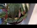 #Хоя Керри(Сердечко) из Листа-Возможно ли Вырастить Полноценное Растение?🤔😉