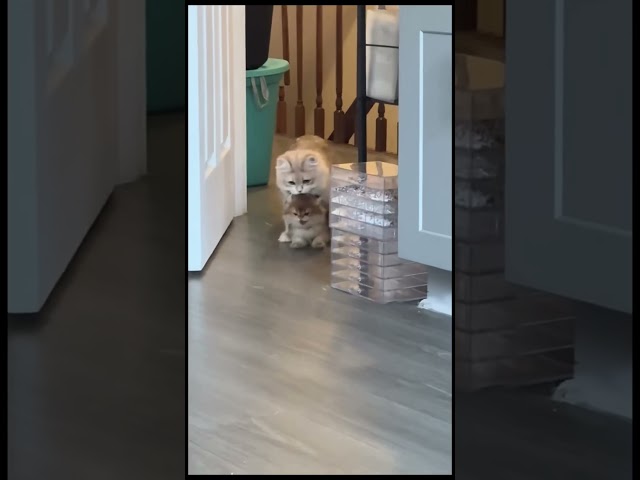 #funny #cat #dog #pets #cute #love #animals
