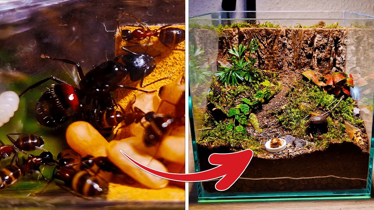 I'm Building a Living MINI-FOREST & My GIANT Ants' Reaction to It Is INCREDIBLE! 🌲
