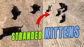 Guy Came Upon Five Kittens in the Middle of No Where