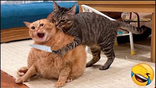 Funniest animals 2023  funny cats and dogs