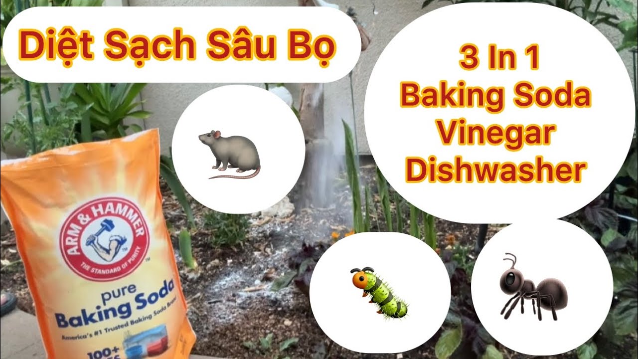 Tập 1201: Cách Dùng Baking Soda Giấm Trắng Xà Bông Để Diệt Hết Các Côn Trùng Trong Khu Vườn Nhà