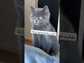 موال حزين للقطط 
