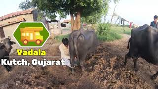 Ranshi Bhai Live Banni Buffalo Milking Video