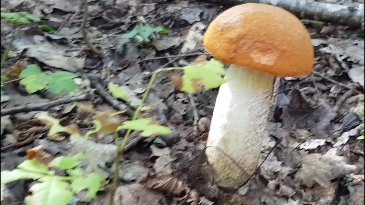 SETAS Y HONGOS 30 de agosto de 2022