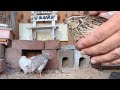 慣れたうずらはかわいい!!うずらの慣らし方【うずら飼育】