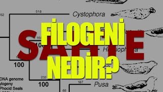 Filogeni Nedir? - Tek Cümlede Evrim