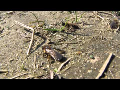Andrena bimaculata mating