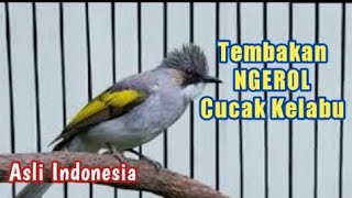 Cucak Kelabu Gacor Ngerol Panjang Full Tembakan