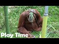 Playful Orangutan