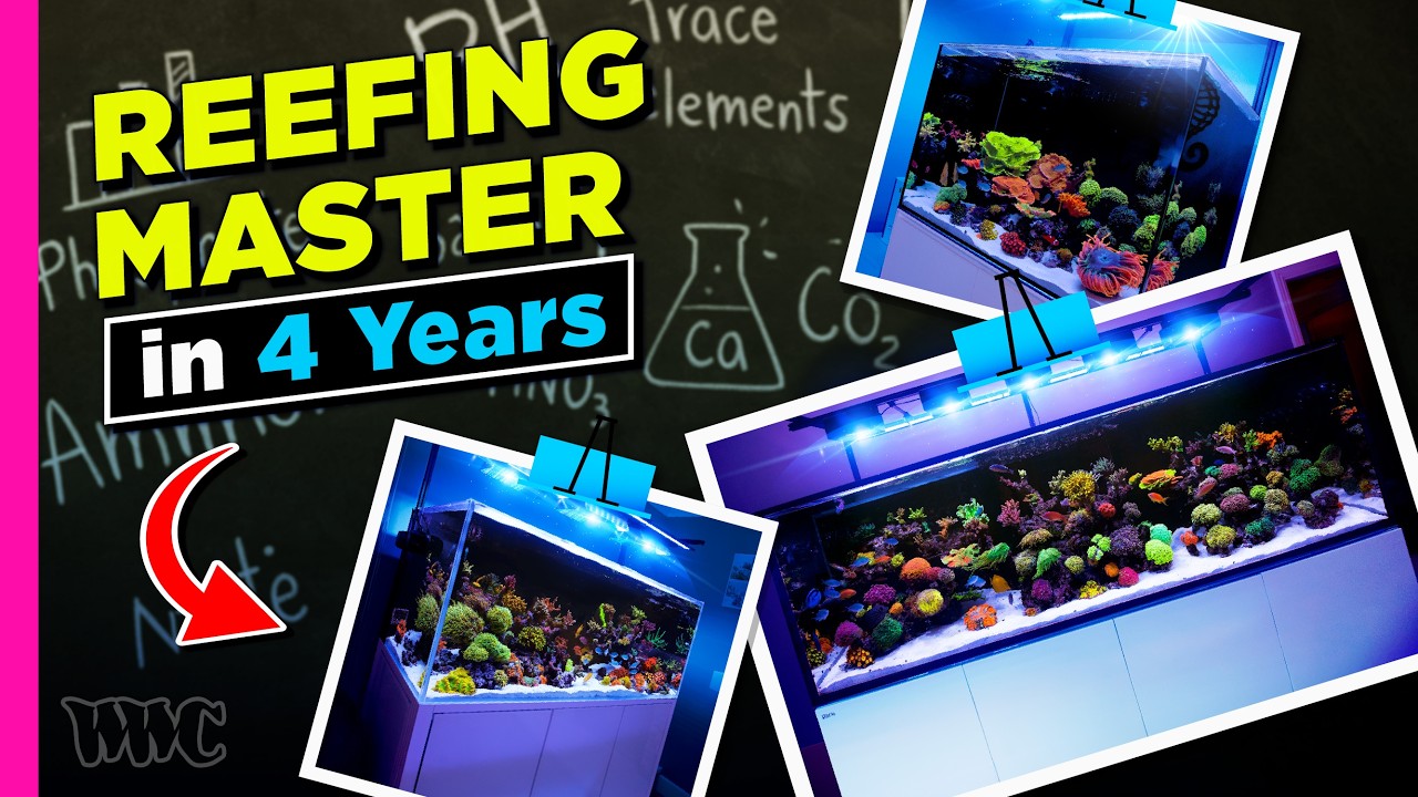 “How a Beginner Built a Reefing Career in Just 4 Years | ft. @maramotreef”