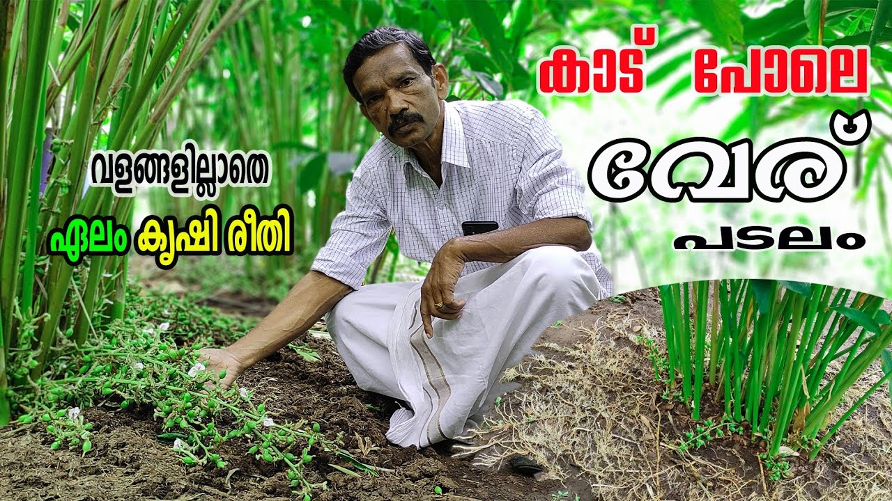 കാട് പോലെ വേര് പിടിക്കാൻ | Tips |  പച്ചപ്പ് വിശ്വസിക്കാൻ കഴില്ല |  Njaanoru Malayali