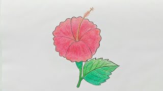 step hibiscus draw flower
