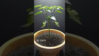 158 Days in 40 Seconds - Peter Pepper