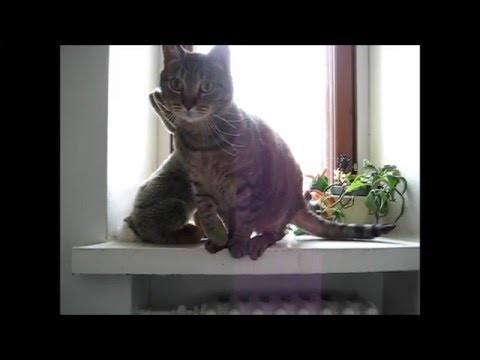 cat แปลว่า Jump
