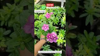 Rare Imported Vinca Flower Seed Online Shopping 🪴#vinca #flowers #plants #garden