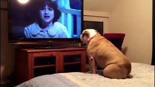 Bulldog watches a horror movie, does something INCREDIBLE during scary scene