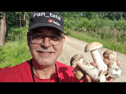 The boletus mushrooms are in good condition, healthy and beautiful. The butter mushrooms are also...