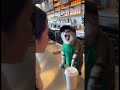 Cat makes wrong coffee! customer is not happy refund or retake? #coffeecat#customerservice#shorts