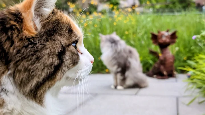Watch the video about Norwegian Forest Cat
