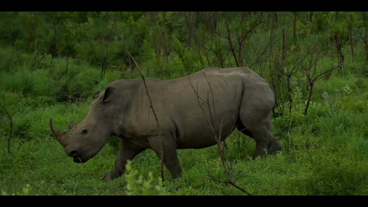 Making CONTACT: a K9 Conservation Story