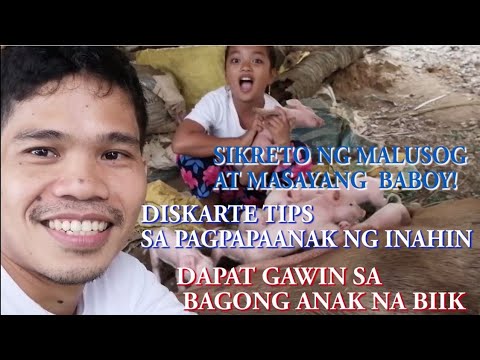 Paano magpaanak ng baboy ? | Dapat gawin sa bagong panganak na biik