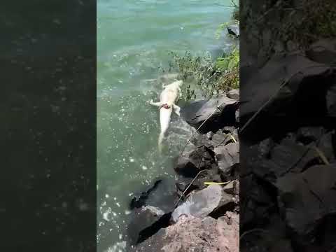 Jacaré morto na praia de Igaracu do tietê