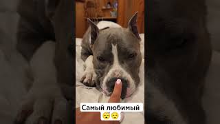 😴 #собака #собакадругчеловека #любовь #животные #питомцы #питомец #dogs #dog #shorts #shortvideo #hi