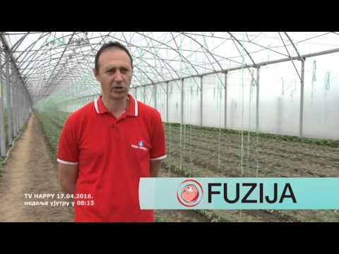 Video: Kako Spasiti Urod Krumpira I Rajčice Od Kasne Mrlje