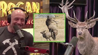 Joe Rogan talks to an Elk