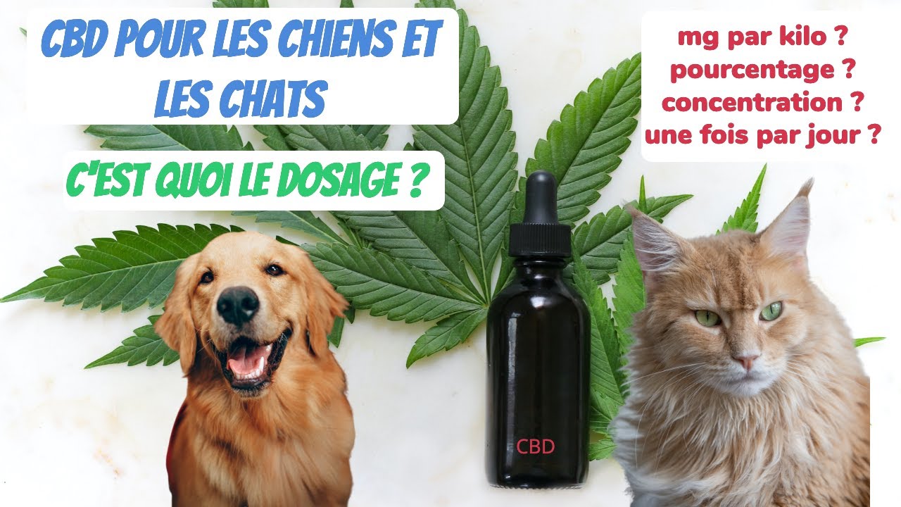 Utiliser le CBD chez le chat et le chien