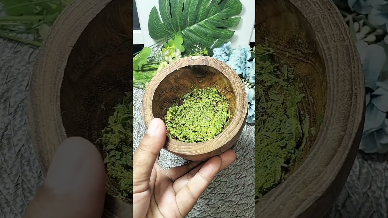 Fungsi rahasia daun jarak yang bikin istri bahagia...⁉️😱😃☺️ 