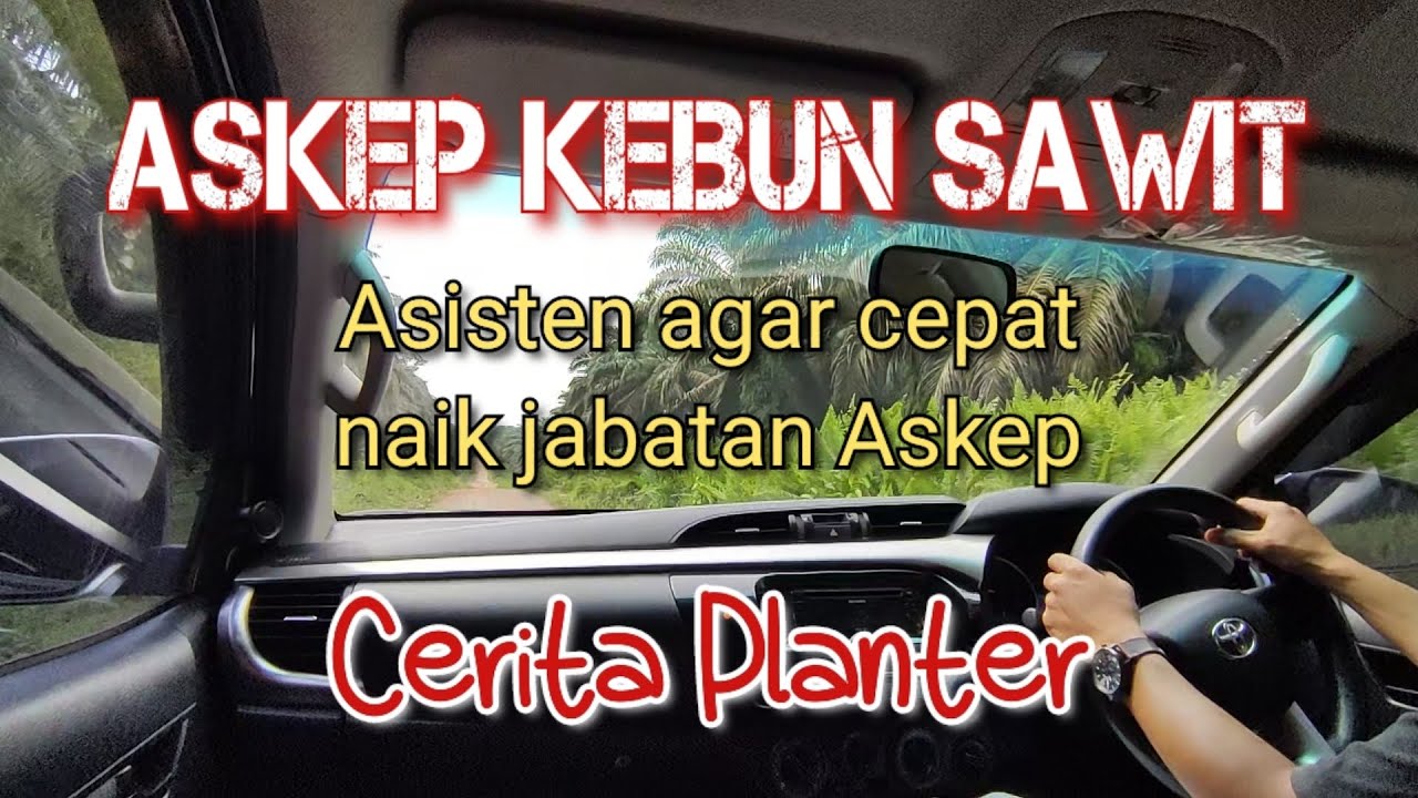 CERITA UNTUK ASISTEN MAU JADI ASISTEN KEPALA KEBUN SAWIT