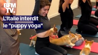 L&#39;Italie interdit le &quot;puppy yoga&quot; pour le bien-être des chiots