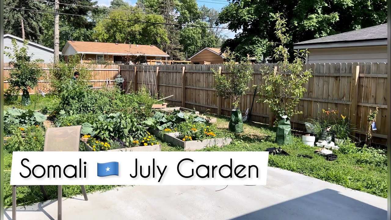 Somali Garden July Vlog 🌱 Minnesota Zone 4