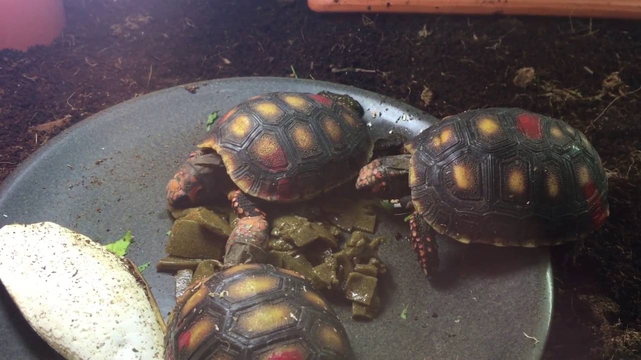 repashy tortoise