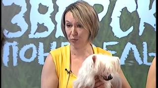 Зверский понедельник на ЕТВ, Китайская хохлатая (01.06.15) Зверский понедельник на ЕТВ, Китайская хохлатая (01.06.15)