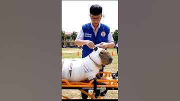 CAPY "Xác Ướp" Gắn Tên Lửa Húc Bay Hiệu Trưởng?! Oan Ức Làm Trụ Cứu Hỏa! | Nỗi Oan Của Boss #shorts