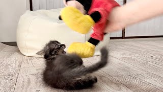 噛み癖がひどい子猫とミッキーで遊んでみた 生後62日【アオちゃん日記#53〜青い秋空〜】Kitten playing wrestling with Mickey. 保護猫