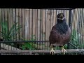 1 hours common myna bird song  indian maina sound  mynah singing swallowbird