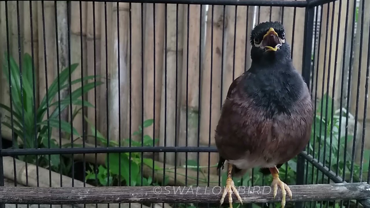 1 Hours Common myna bird song | Indian maina sound | mynah singing 