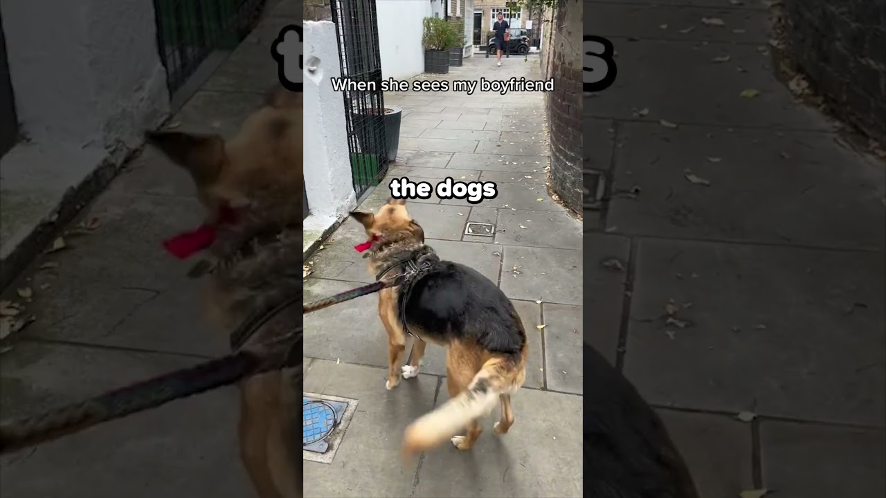 Ever Seen A Dog This Excited? ❤️