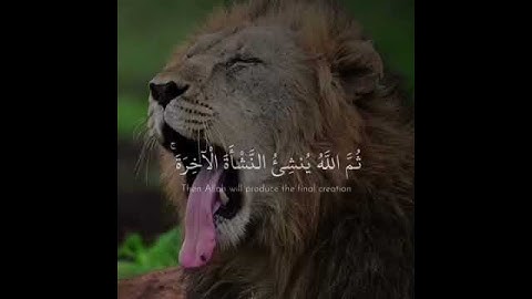 مقطع من سورة العنكبوت 💛 القارئ ؛ رعد الكردي ✨