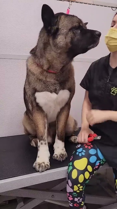 Giant Akita dog salsa dances for the blow dryer