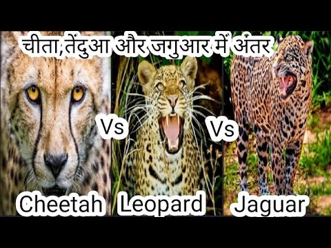 चीता,तेंदुआ और जगुआर में अंतर// Difference between Jaguar and leopard//cheetah vs leopard vs Jaguar.