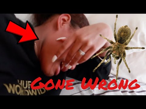 spider-prank-on-girlfriend-(gone-wrong)-|-she-cries!!