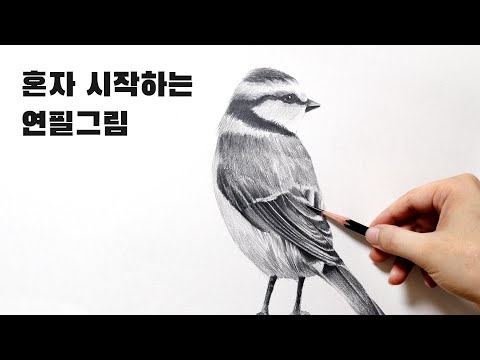 혼자 시작하는 연필소묘 / 새 드로잉, 깃털 표현방법 Basic pencil drawing