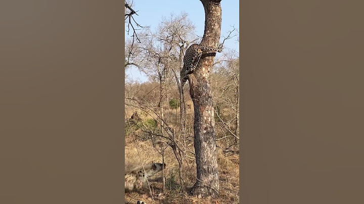 Leopard Thinks Twice About Jumping on Hyena